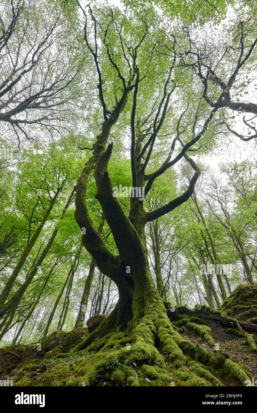 Un árbol de haya desde las raíces hasta el dosel durante la primavera Foto de stock