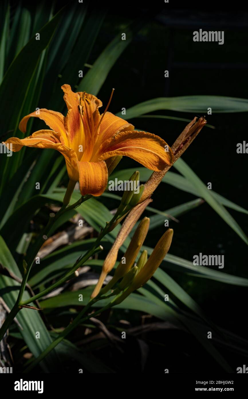 El lirio de día es una flor perenne. La mayoría de las especies de lirios abren a primera hora de la mañana y marchitan durante la noche siguiente. Algunas especies de Hemerocallidoideae Foto de stock