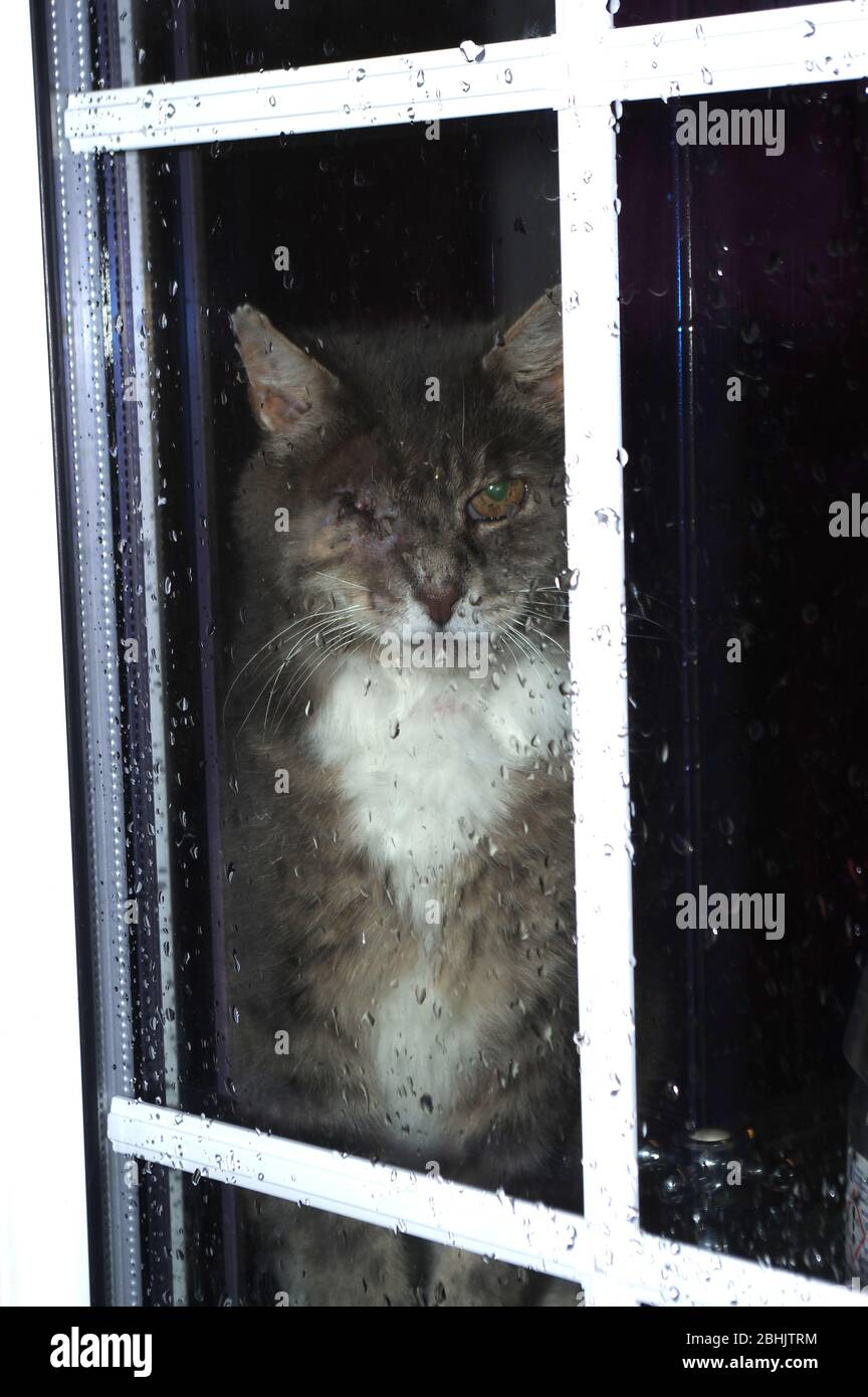 Un ojo de gato y ventana lluviosa Foto de stock