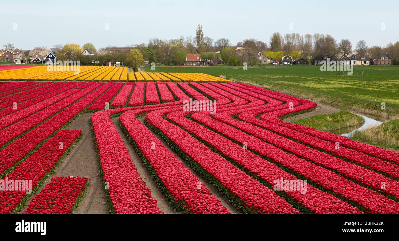 Campo de tulipanes en rojo y naranja con curva, Avenhorn, países Bajos  Fotografía de stock - Alamy