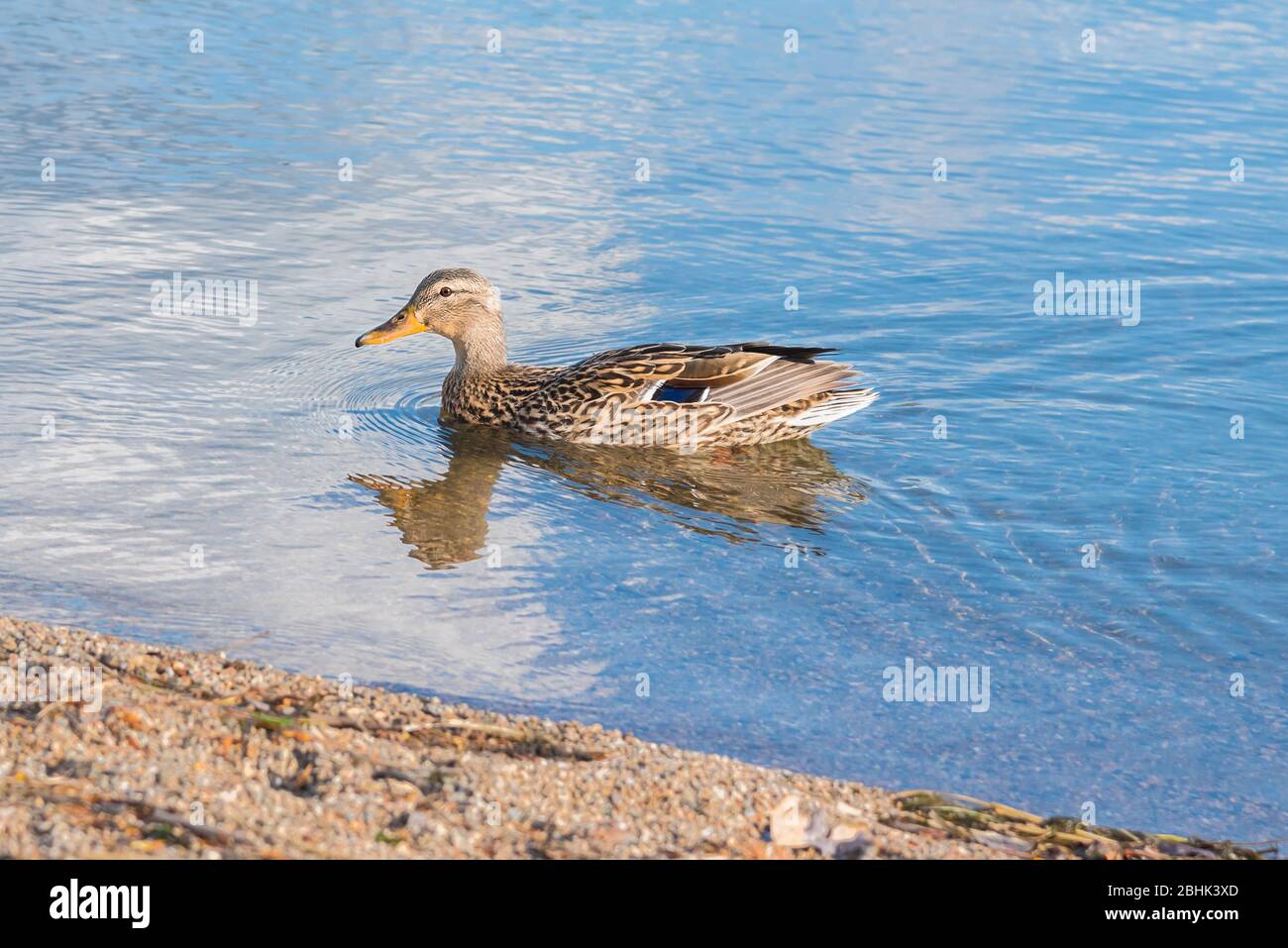 Pato mallard hembra nadando en el lago Skaha en primavera Foto de stock