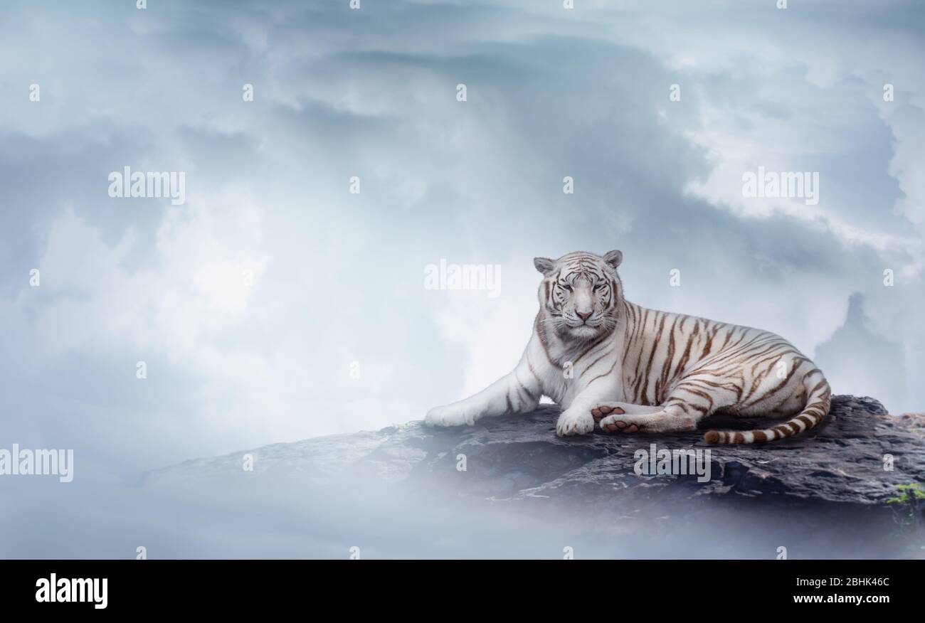 Tigre blanco en la parte superior de la roca entre las nubes. Fondo de tarjeta de felicitación. Foto de stock