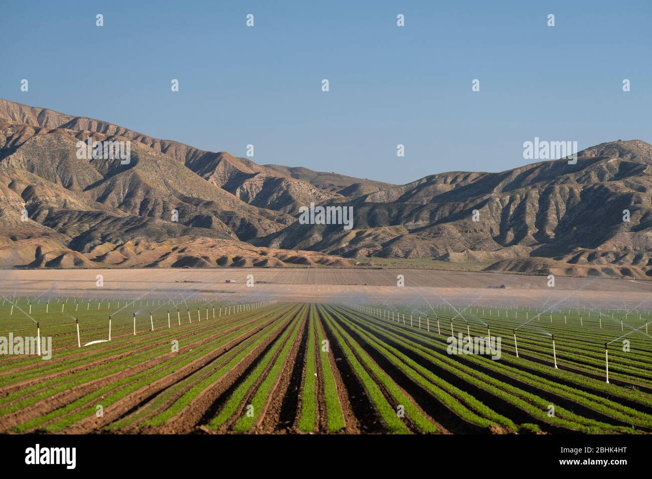Nuevos cultivos bajo riego en el seco Valle de Cuyama en California Foto de stock