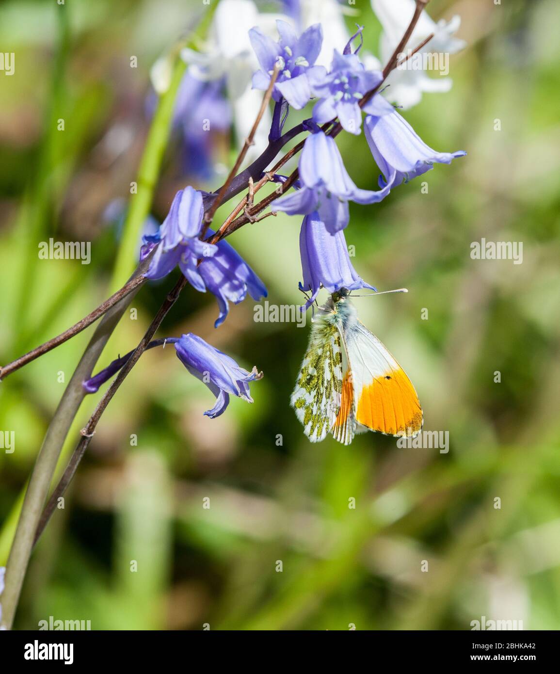 Macho Orange tip Anthocharis cardamines mariposa tumbado en el sol sobre los arándanos en el sol en la primavera inglesa Foto de stock