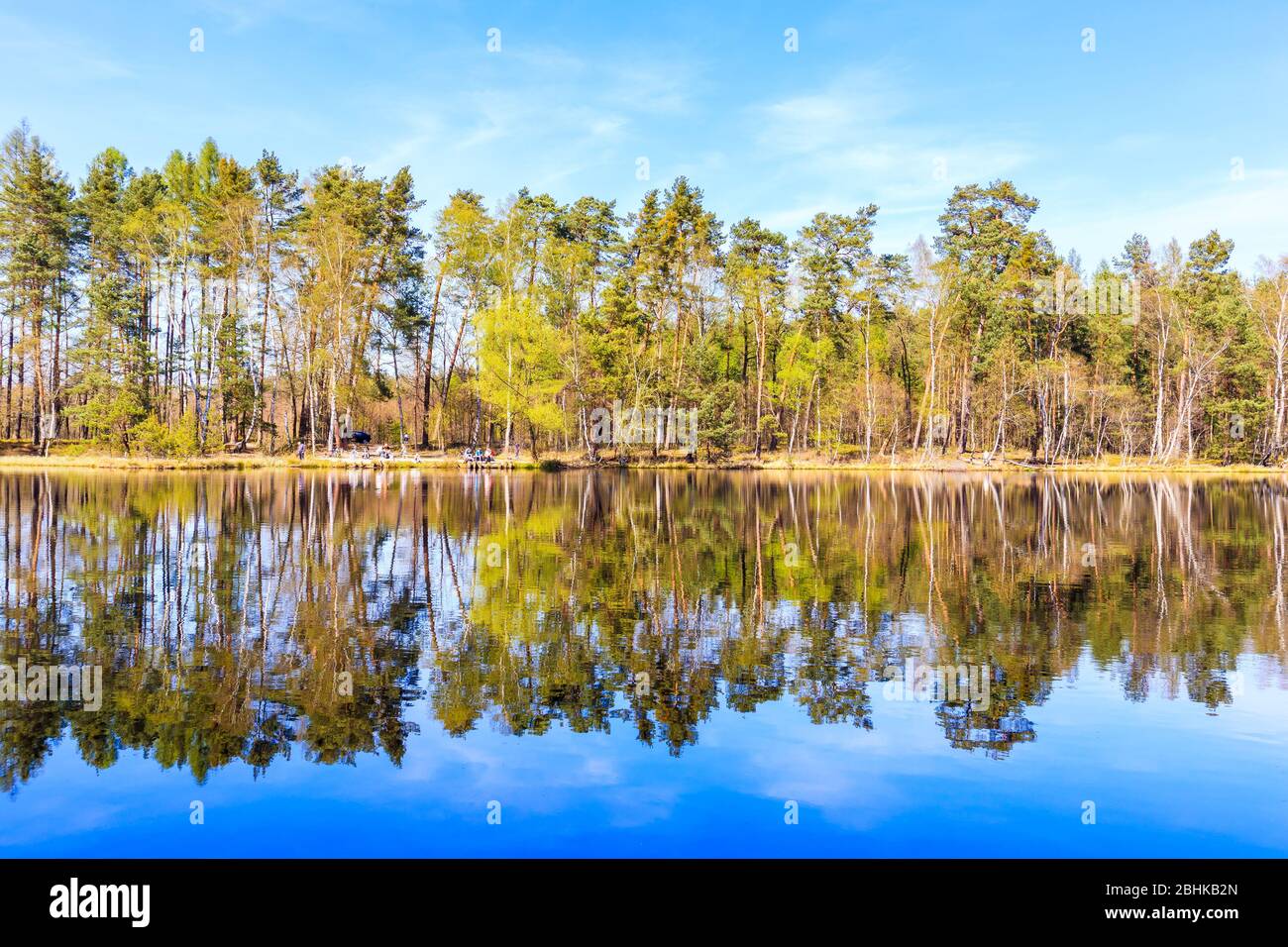 Bosque de pinos reflexión en el agua de un pequeño lago en Puszcza Niepolomicka cerca de la ciudad de Cracovia, Polonia Foto de stock