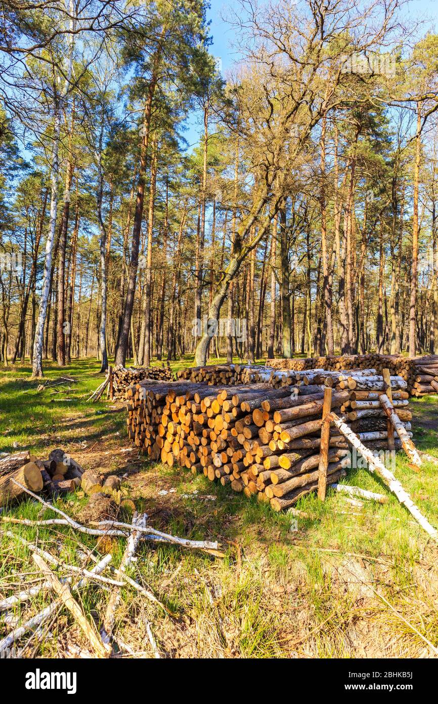 Troncos de madera en el bosque en el soleado día de primavera en Puszcza Niepolomicka, cerca de la ciudad de Cracovia, Polonia Foto de stock