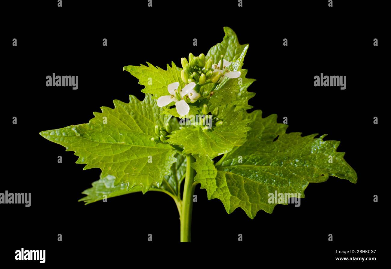 Jack por la mostaza de ajo de cobertura Alliaria petiolate una planta bienal de flores de la familia Brassicaceae contra un fondo negro Foto de stock