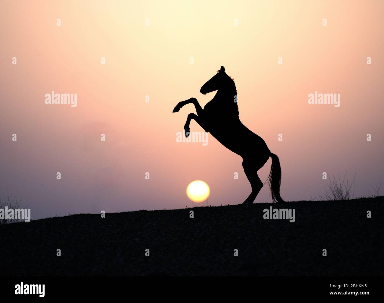 El Stallion Marwari en el desierto de Thar al amanecer Foto de stock