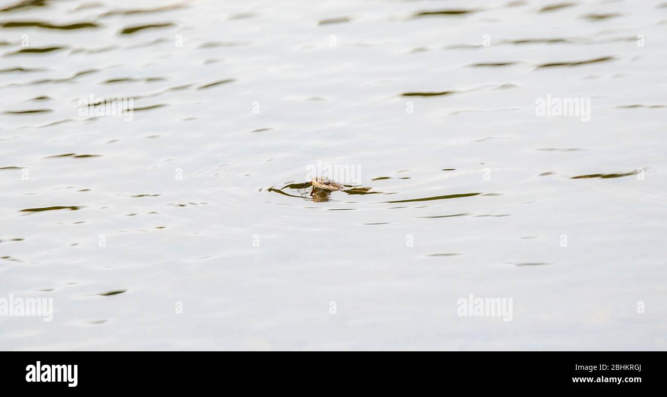 Una serpiente de la gártere occidental (Thamnophis elegans) con su cabeza fuera del agua nadando a través de un estanque en Colorado norteño Foto de stock