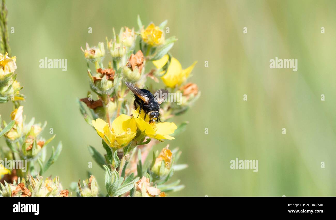 Una mosca tacínida en el género Tactina (un miembro de las moscas tacínidas Tribe Tachinini) encaramado en una flor en el norte de Colorado Foto de stock