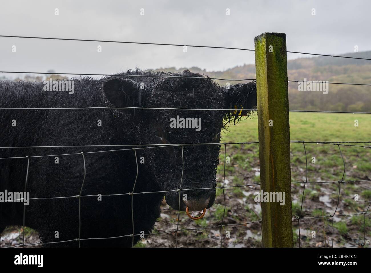 Un joven ganado de las tierras altas con pelo rizado negro con anillo de latón se encuentra en un campo fangoso, el lado seguro de una valla. Foto de stock