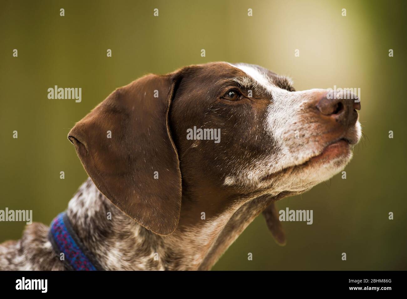 Retrato de un perro puntero alemán al aire corto Foto de stock