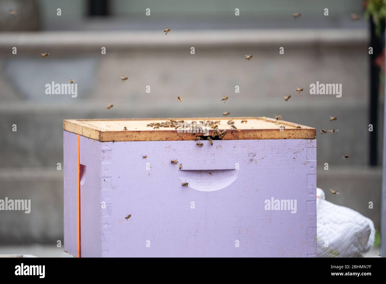 Las abejas melíferas se licen en caja con hierba limón para que puedan ser movidas a un lugar seguro. Foto de stock