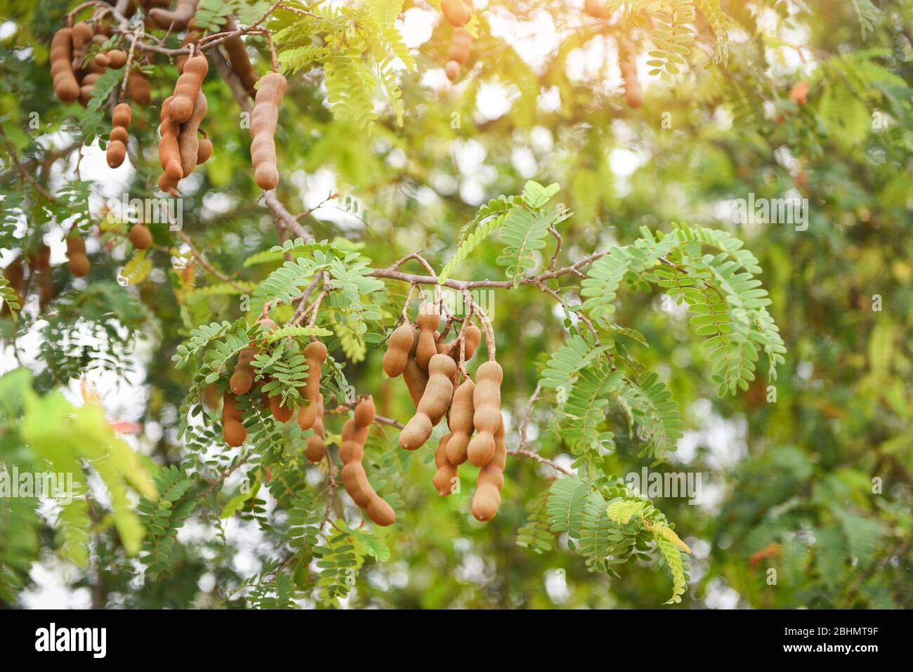 Tamarindo En El Arbol Fotos E Imagenes De Stock Alamy