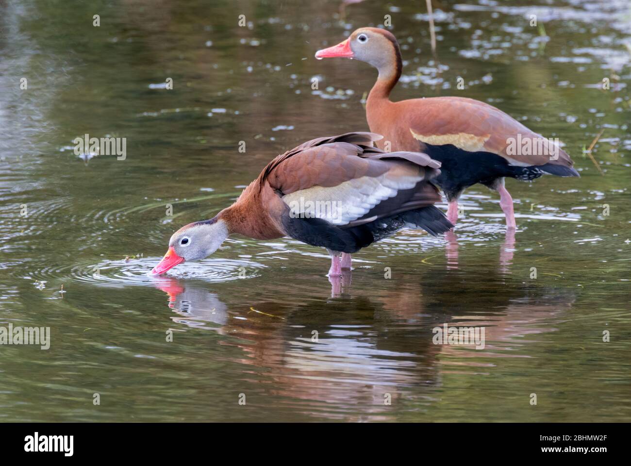Dos patos morciosos (Dendrocygna autumnalis) Foto de stock