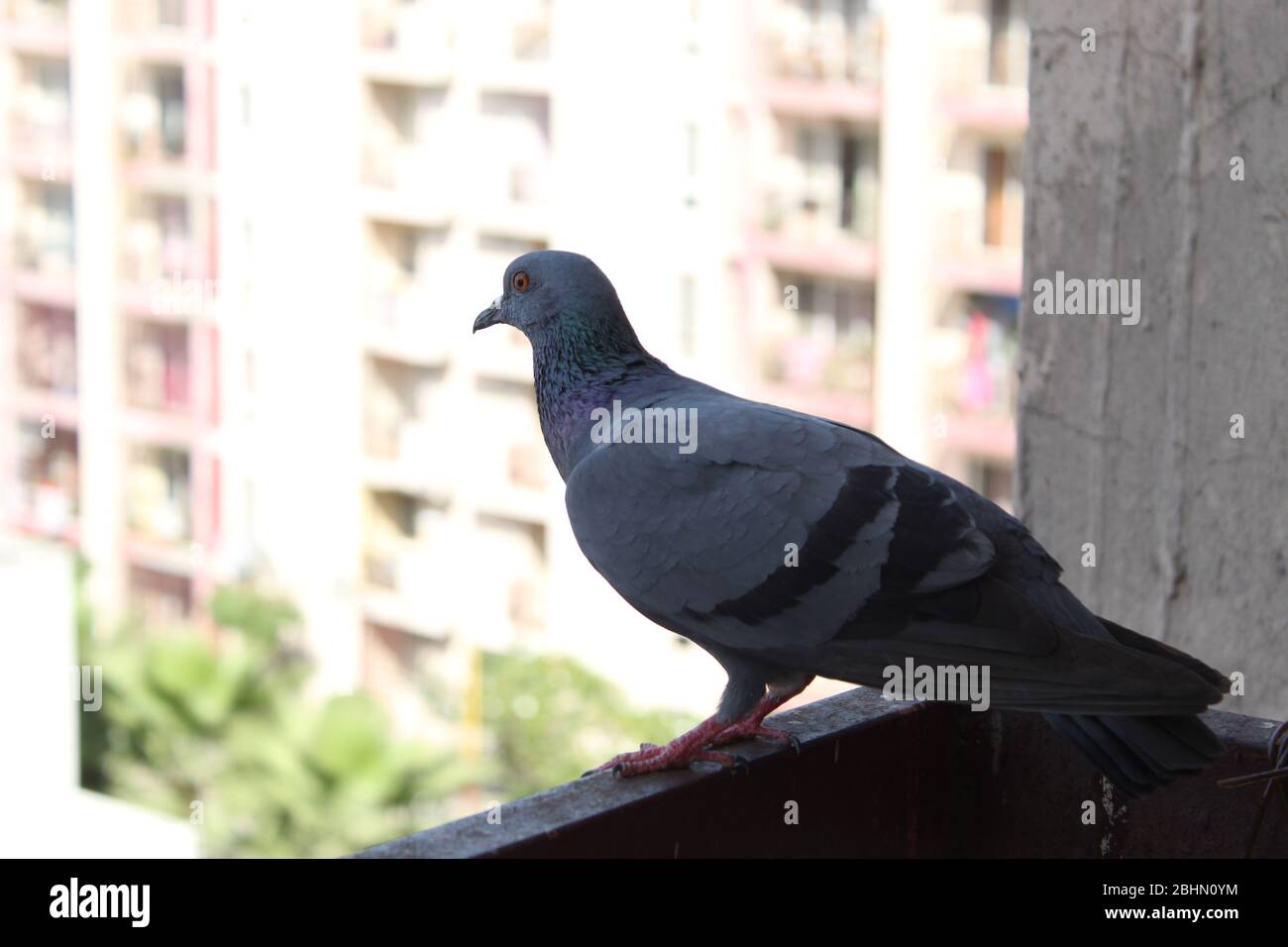Pigeon relajante Foto de stock
