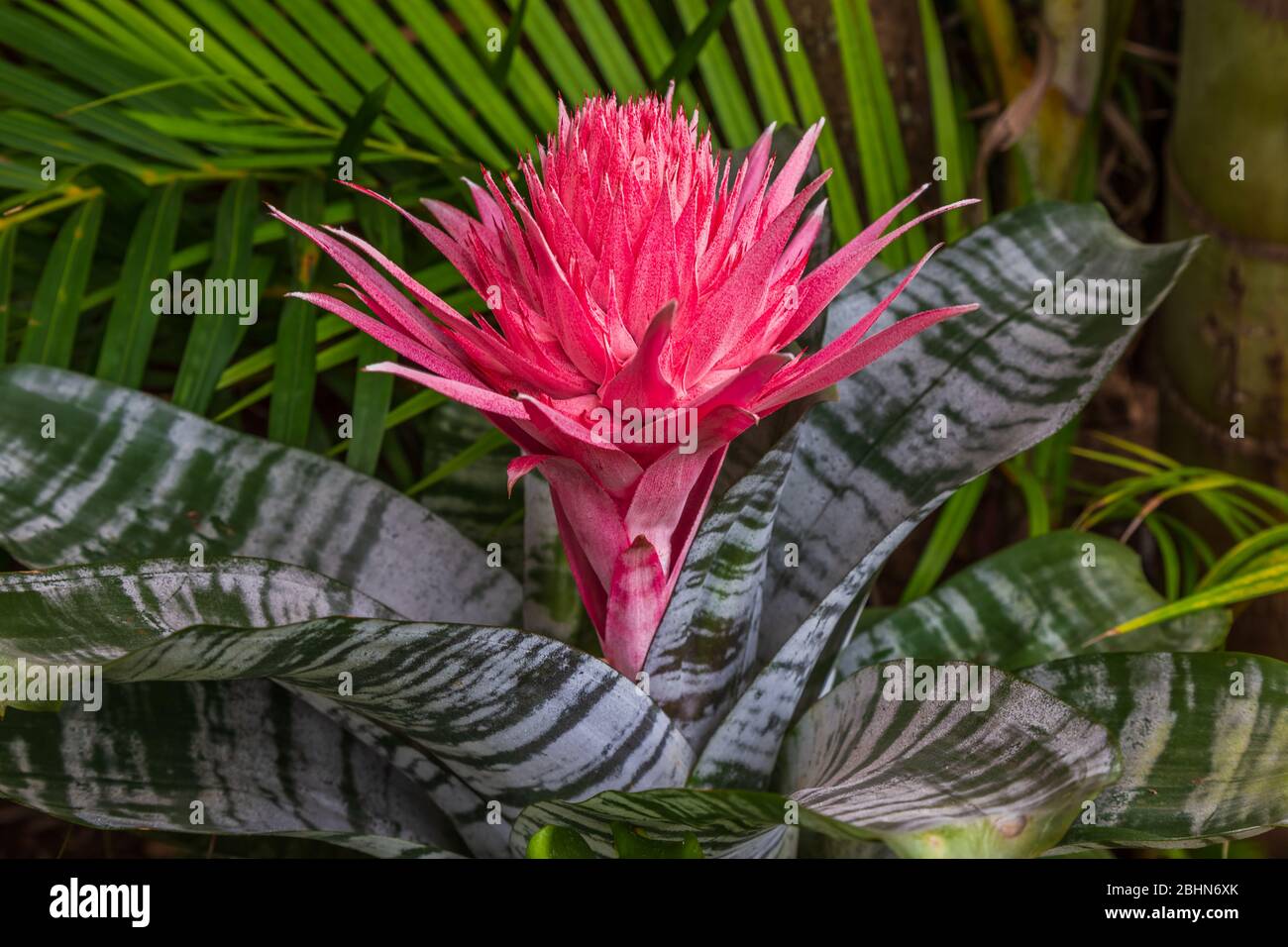 Cerca de una flor de jarrón plateado (Aechmea fasciata), una especie de  planta con flores perteneciente a la familia bromeliad, nativa de Brasil  Fotografía de stock - Alamy