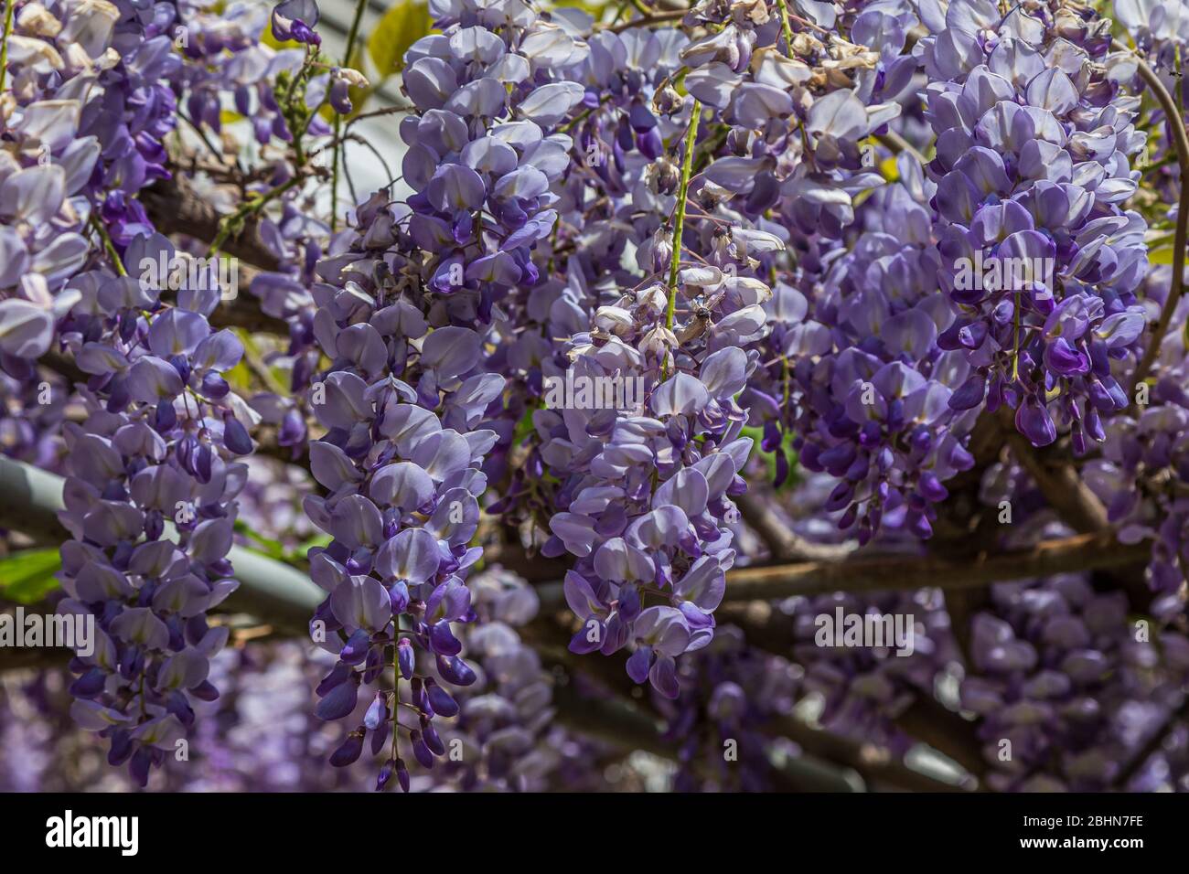 Cerca de la wisteria de color lila (Fabaceae), nativa de China, Corea, Japón y el este de los Estados Unidos. Es una planta ornamental popular. Foto de stock