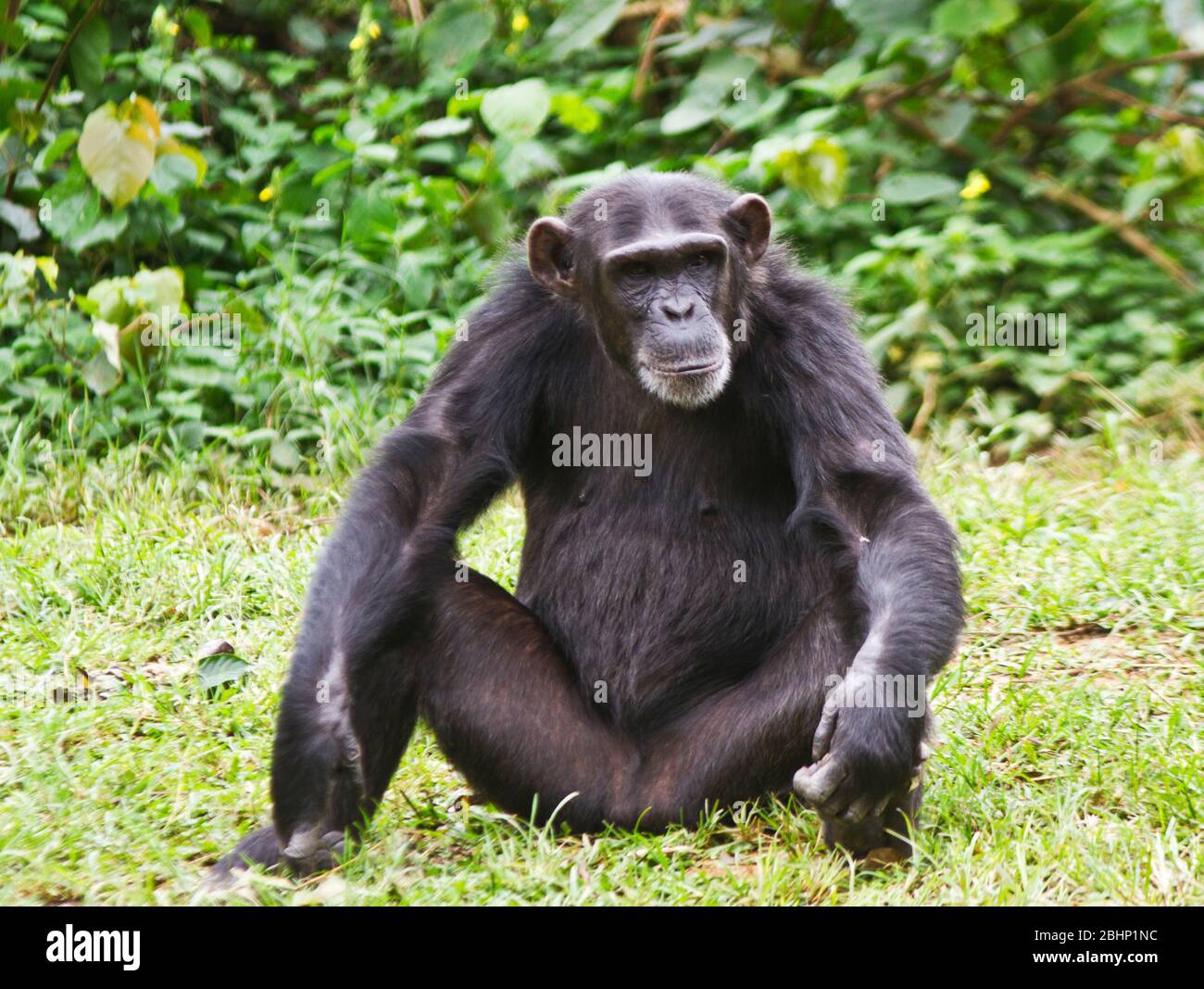 Una hembra madura Chimpanzee relaja mientras que su tropa tiene una siesta rotura en el medio del día cuando se vuelven menos activas para evitar el calor del Foto de stock