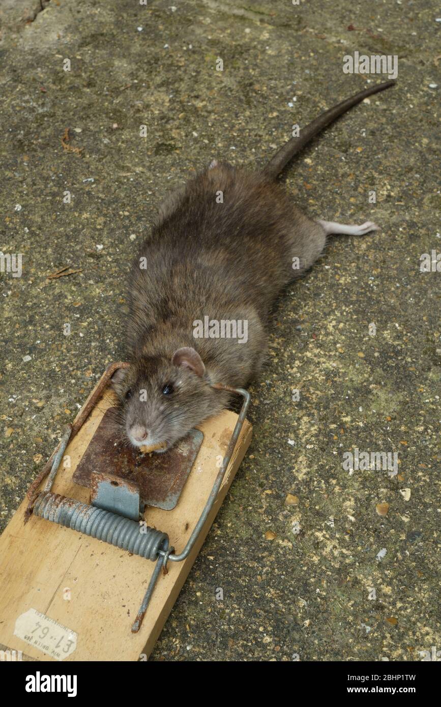 Ratón de dibujos animados muerto en una trampa para ratones