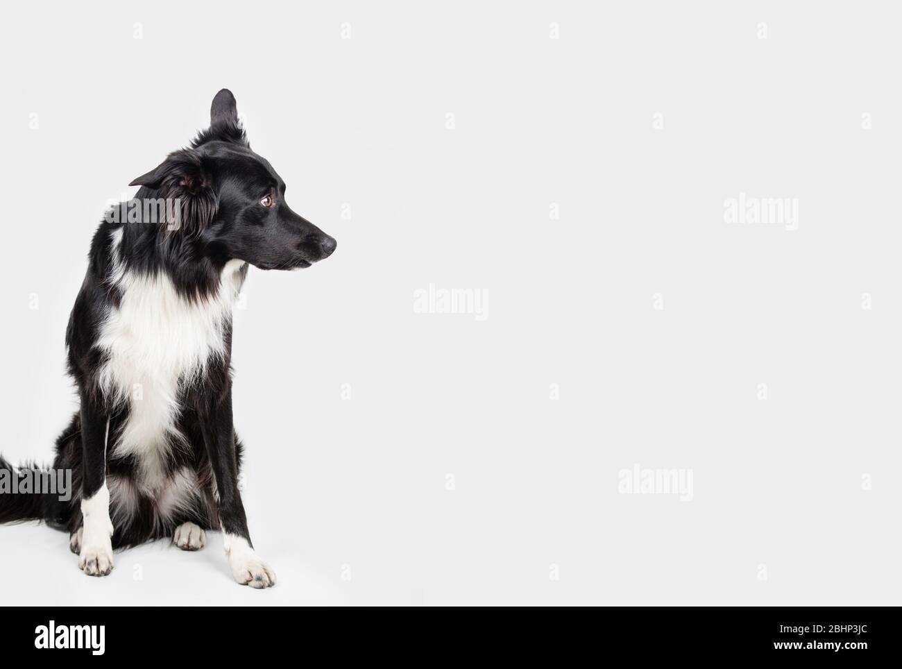 Longitud total retrato de una adorable raza Border Collie mirando de lado aislado sobre fondo gris con espacio de copia. Gracioso perro blanco y negro intenta Foto de stock