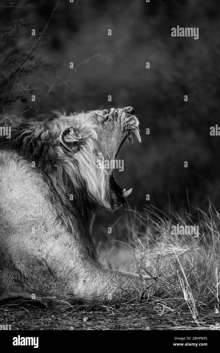 Retrato de león africano macho bostezo en el Parque Nacional Kruger, Sudáfrica ; especie Panthera leo familia de Felidae Foto de stock