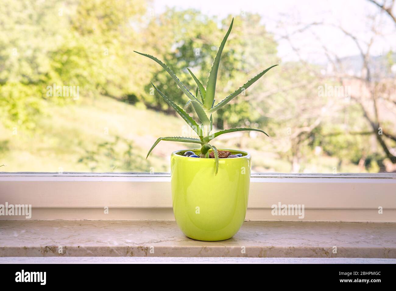 Aloe vera planta en maceta de flores en el alféizar. Interior con planta de la casa en una olla verde. Planta suculenta en casa. Foto de stock