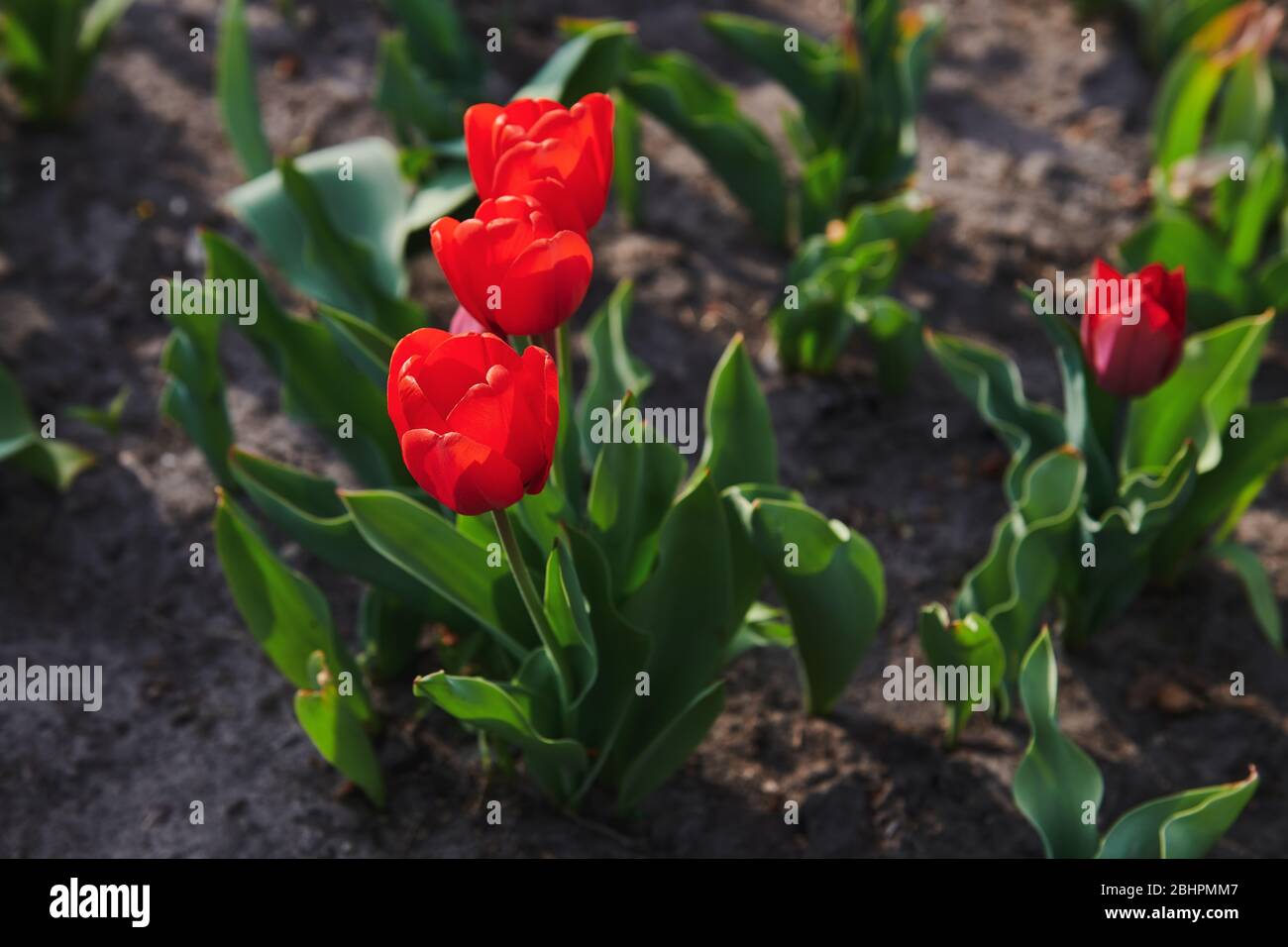 Tres hermosos tulipanes en el jardín al atardecer. Flores plantando. Fondo floral con luz cálida. Foto de stock