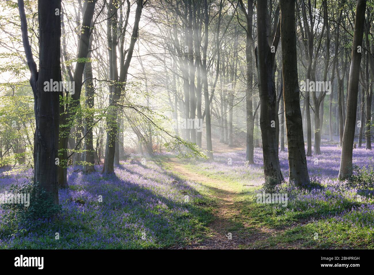Bosques primaverales con Bluebells alfombrando el suelo del bosque Foto de stock