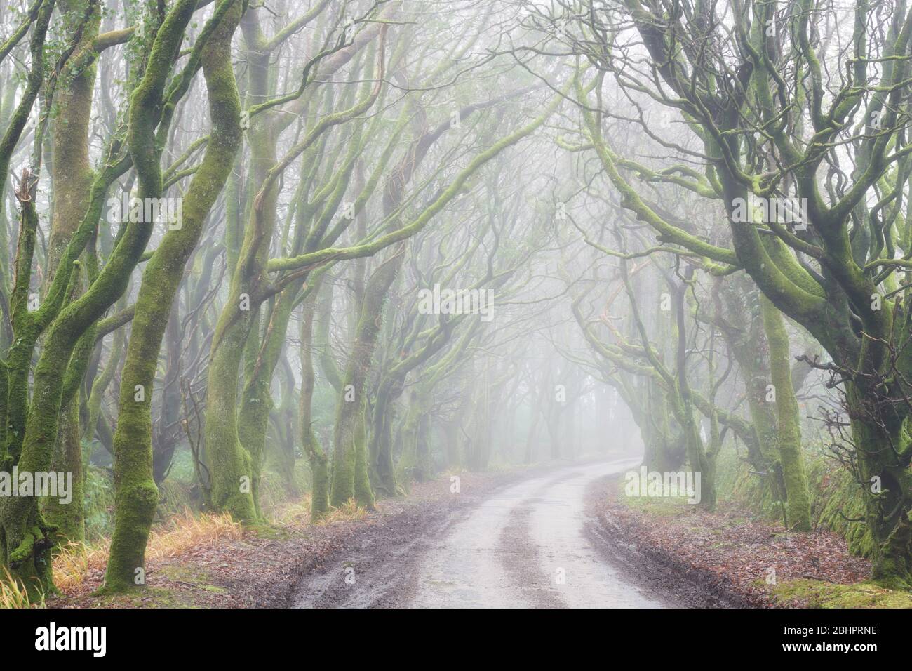 Camino de campo bordeado de árboles durante el invierno, Cornwall Foto de stock