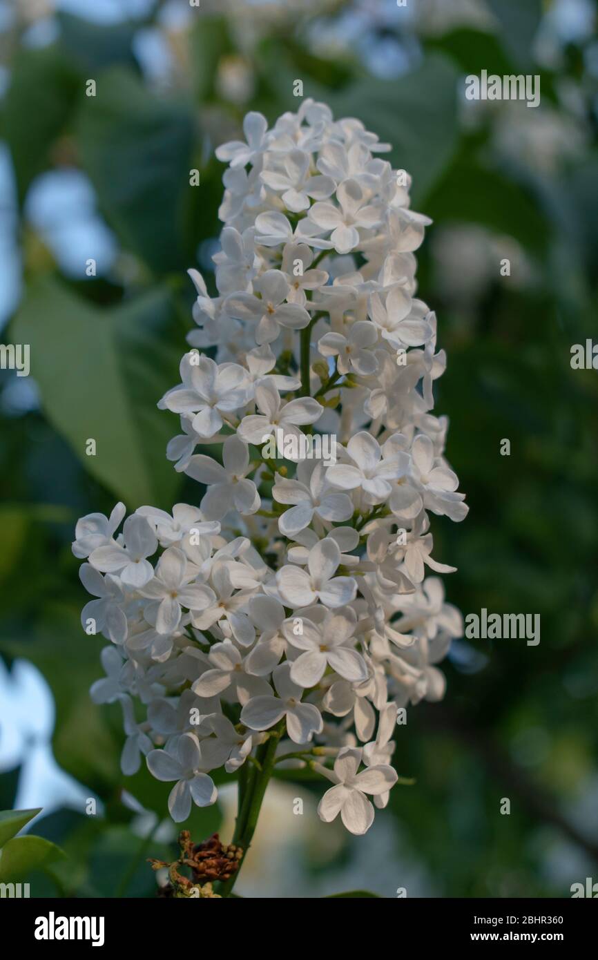 Flores de lila blanca, Syringa vulgaris Alba Fotografía de stock - Alamy
