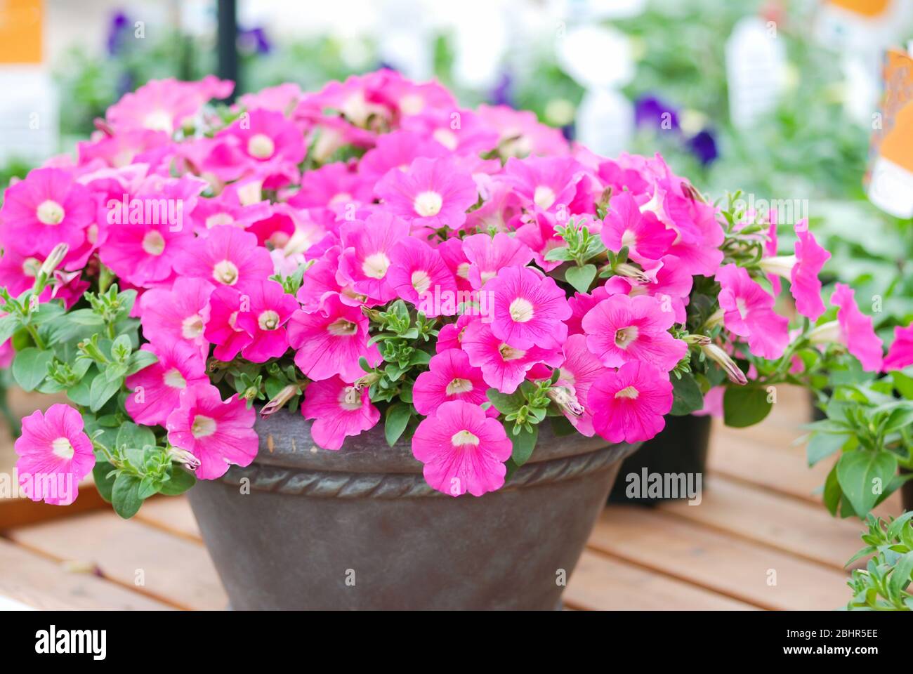 Petunia, Petunia en la olla, flor rosa en la mesa, petunia enana Fotografía  de stock - Alamy
