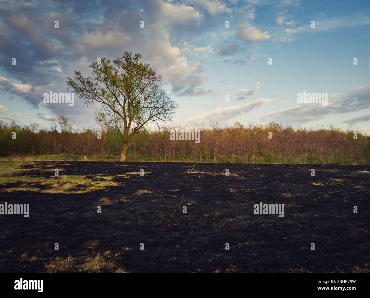A principios de primavera quemó la vegetación de un prado cerca del bosque. Ceniza oscura en el suelo después de los incendios de hierba. Desastre natural que pone en peligro la flora silvestre y. Foto de stock