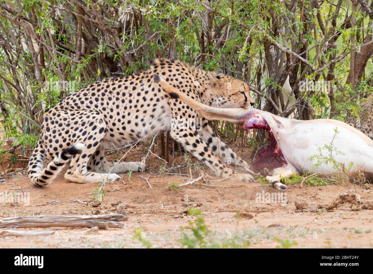 Cheetah (Acinonyx jubatus), hembra adulta que se alimenta de un Impala, Mpumalanga, Sudáfrica Foto de stock