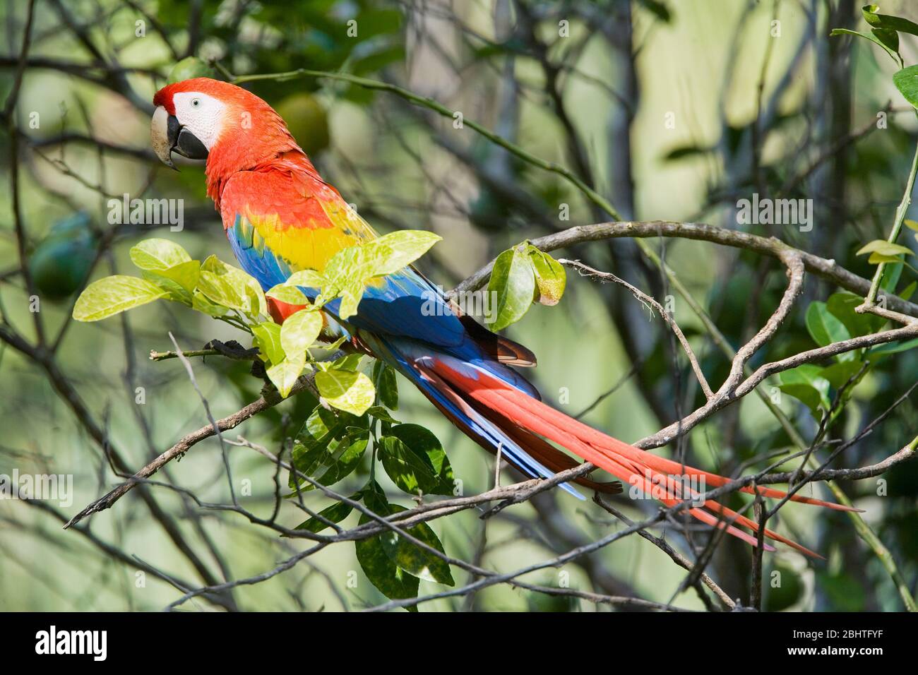 Guacamaya Roja (Ara macao) donde se posan en un árbol, en el Parque Nacional Corcovado, Península de Osa, Costa Rica Foto de stock