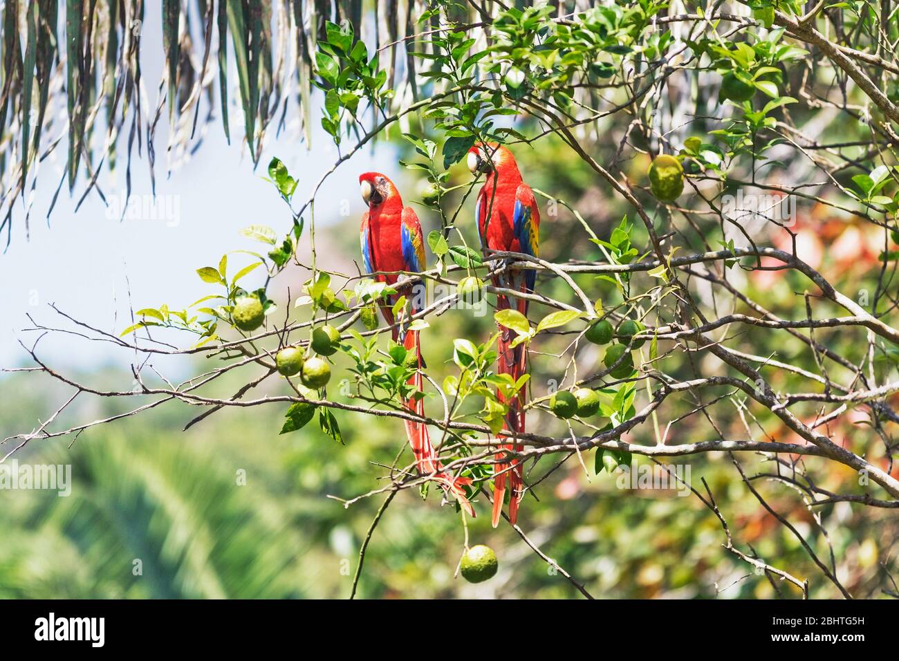 Guacamayas Rojas (Ara macao) donde se posan en un árbol, en el Parque Nacional Corcovado, Península de Osa, Costa Rica Foto de stock