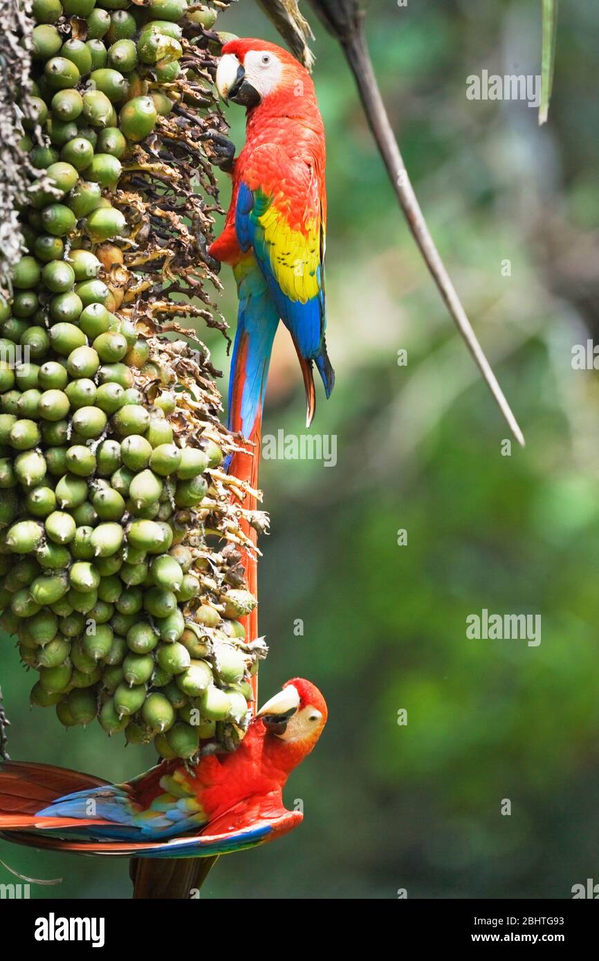 Guacamayas Rojas (Ara macao) donde se posan en un árbol, en el Parque Nacional Corcovado, Península de Osa, Costa Rica Foto de stock