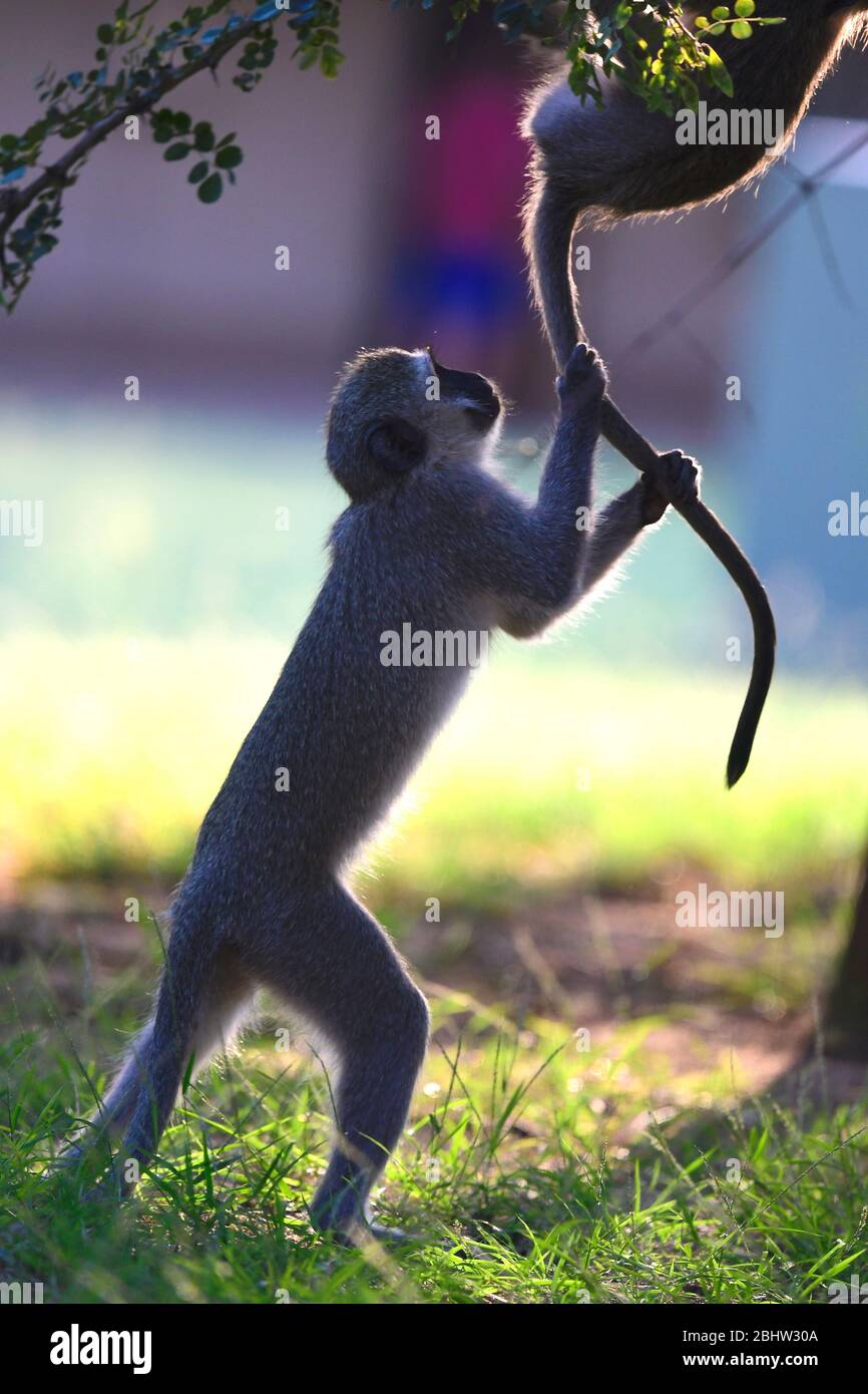 Monos vervet juguetones en el Parque Nacional Kruger, Sudáfrica Foto de stock
