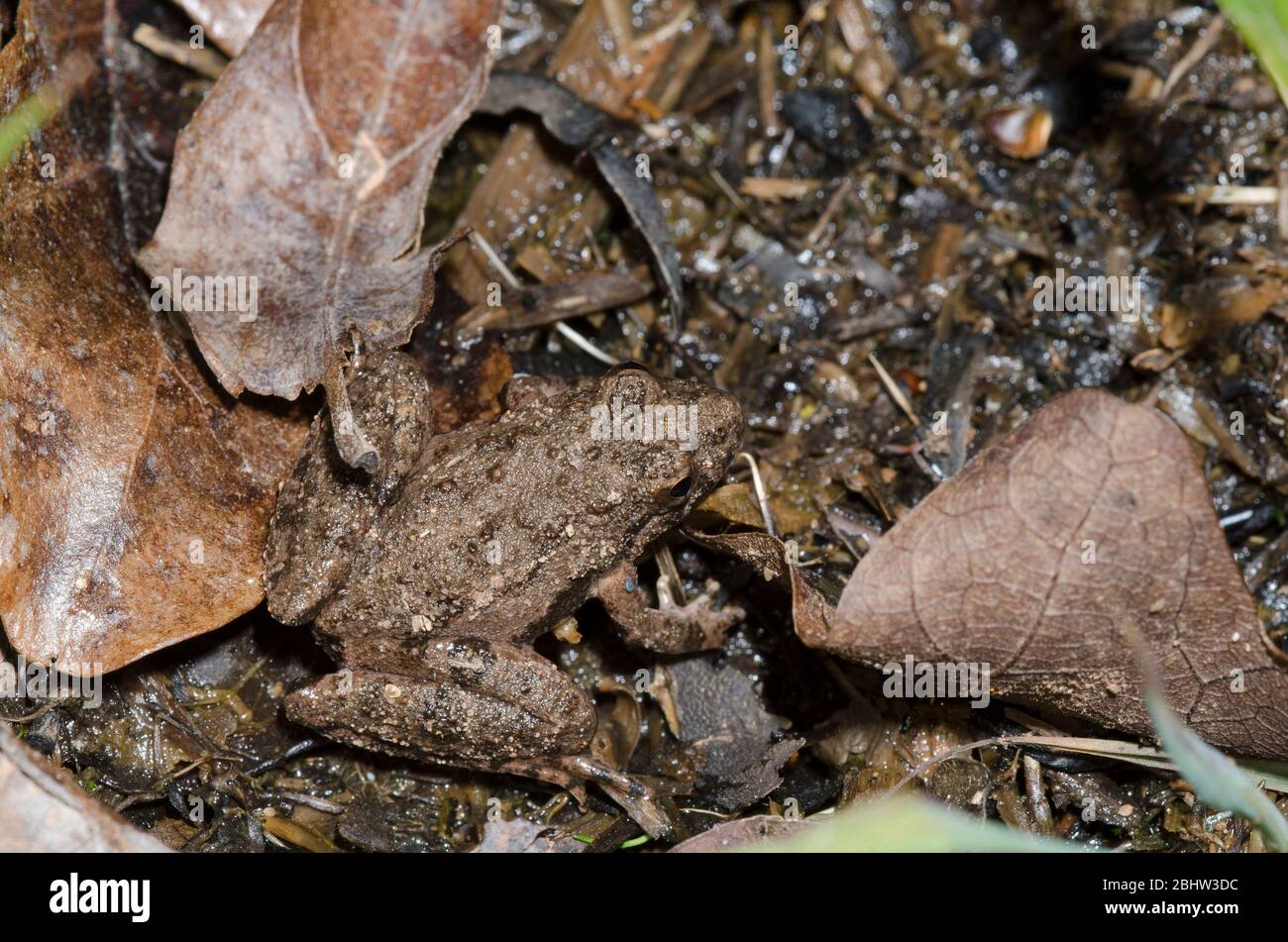 La rana de cricket de Blanchard, Acis blanchadi Foto de stock