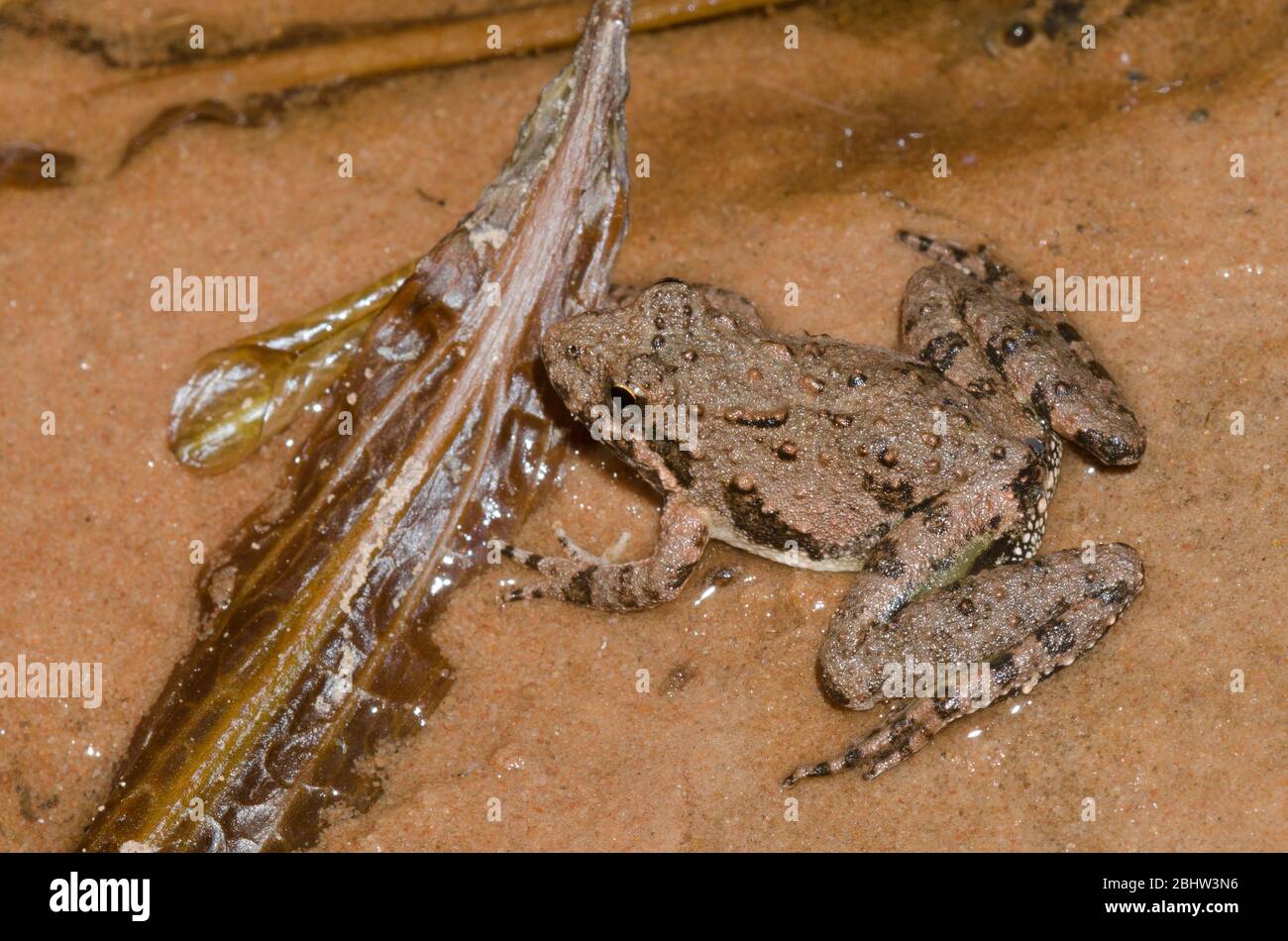 La rana de cricket de Blanchard, Acis blanchadi Foto de stock