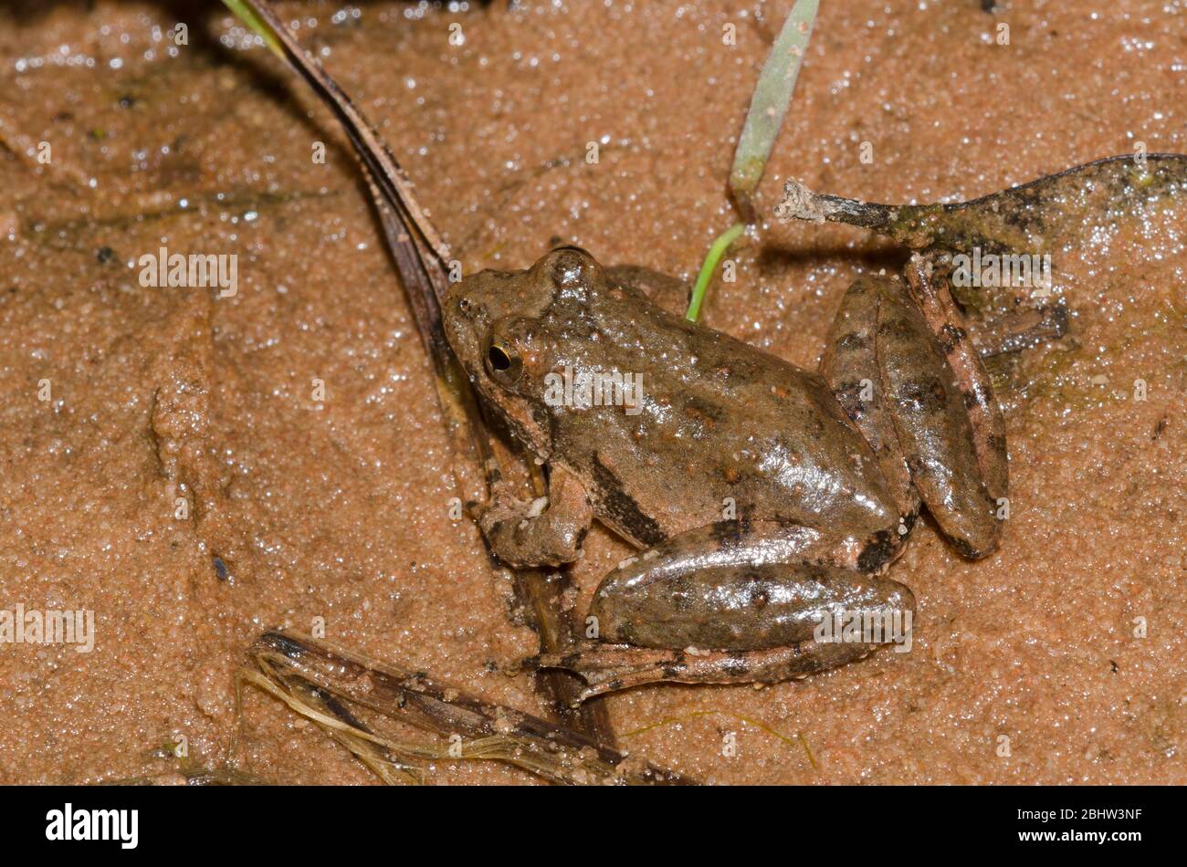 La rana de cricket de Blanchard, Acis blanchadi Foto de stock