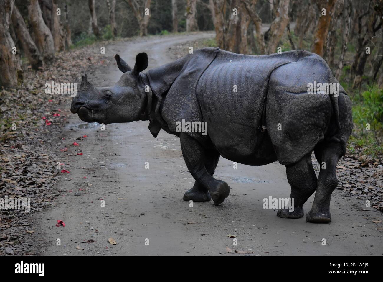Vista lateral del rinoceronte indio en el Parque Nacional Kaziranga Foto de stock