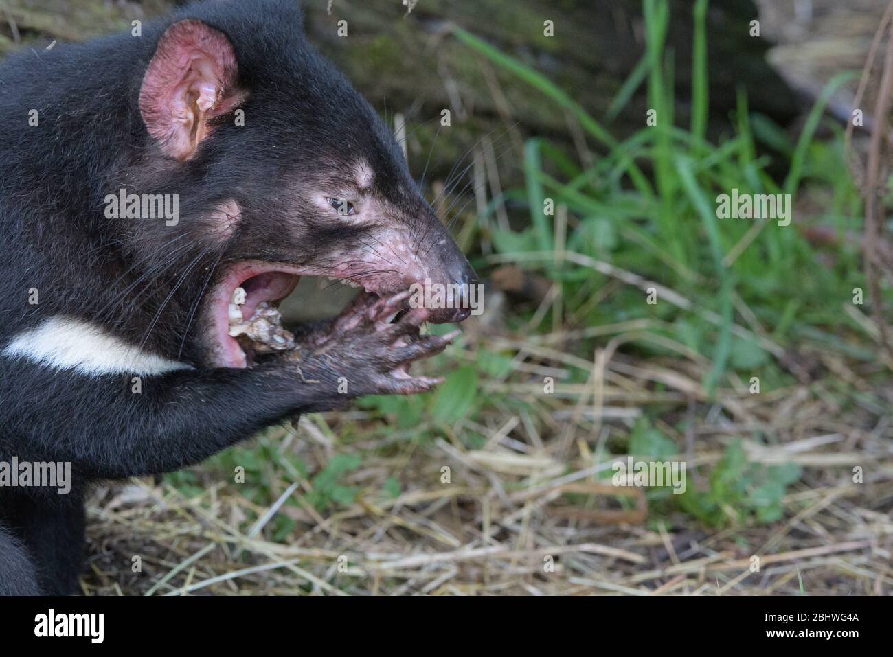 El diablo de Tasmania tratando de sacar un pedazo de hueso animal de su mandíbula con sus patas delanteras en el parque de conservación de Ulverston en Tasmania, Australia. Foto de stock