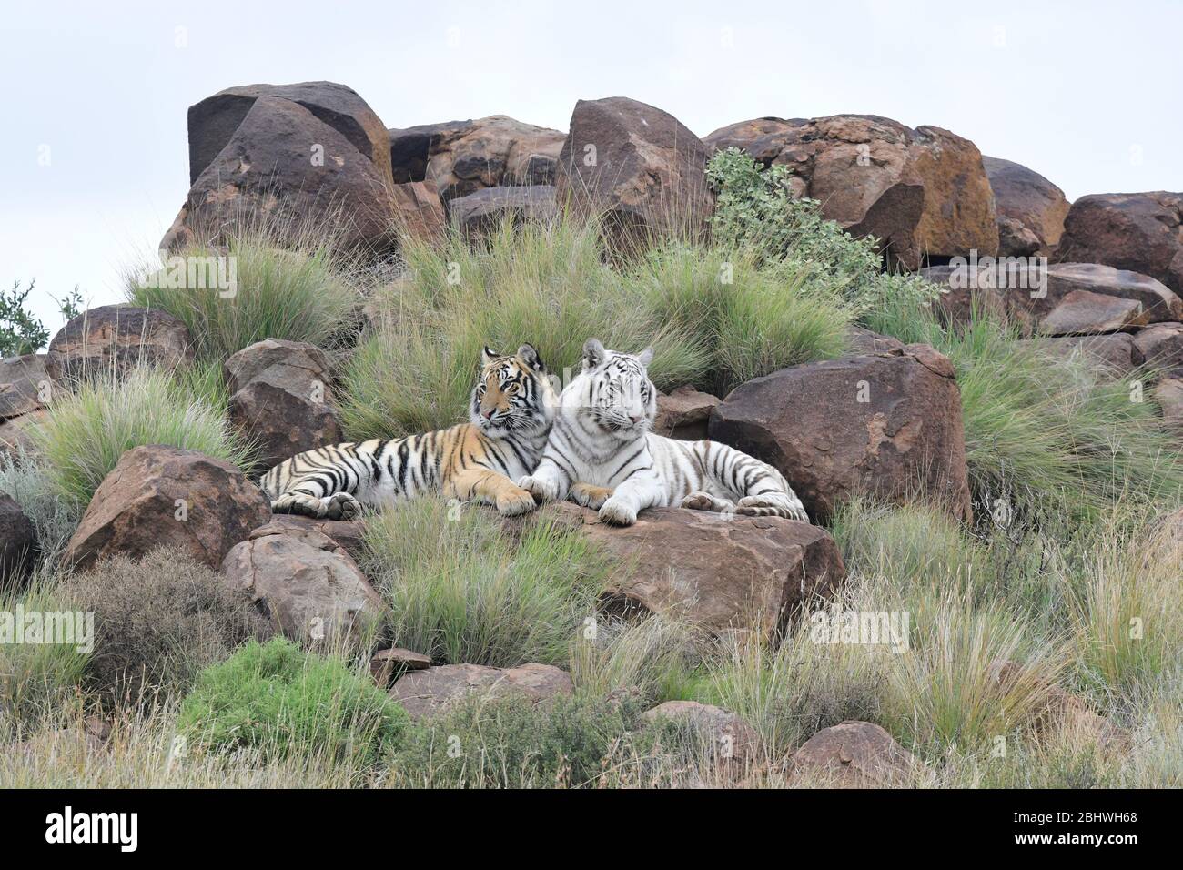 Dos hermanos tigre de Bengala acostados sobre una roca en Tiger Canyons, Philipolis, Estado Libre, Sudáfrica. Uno es blanco y el otro es naranja. Foto de stock