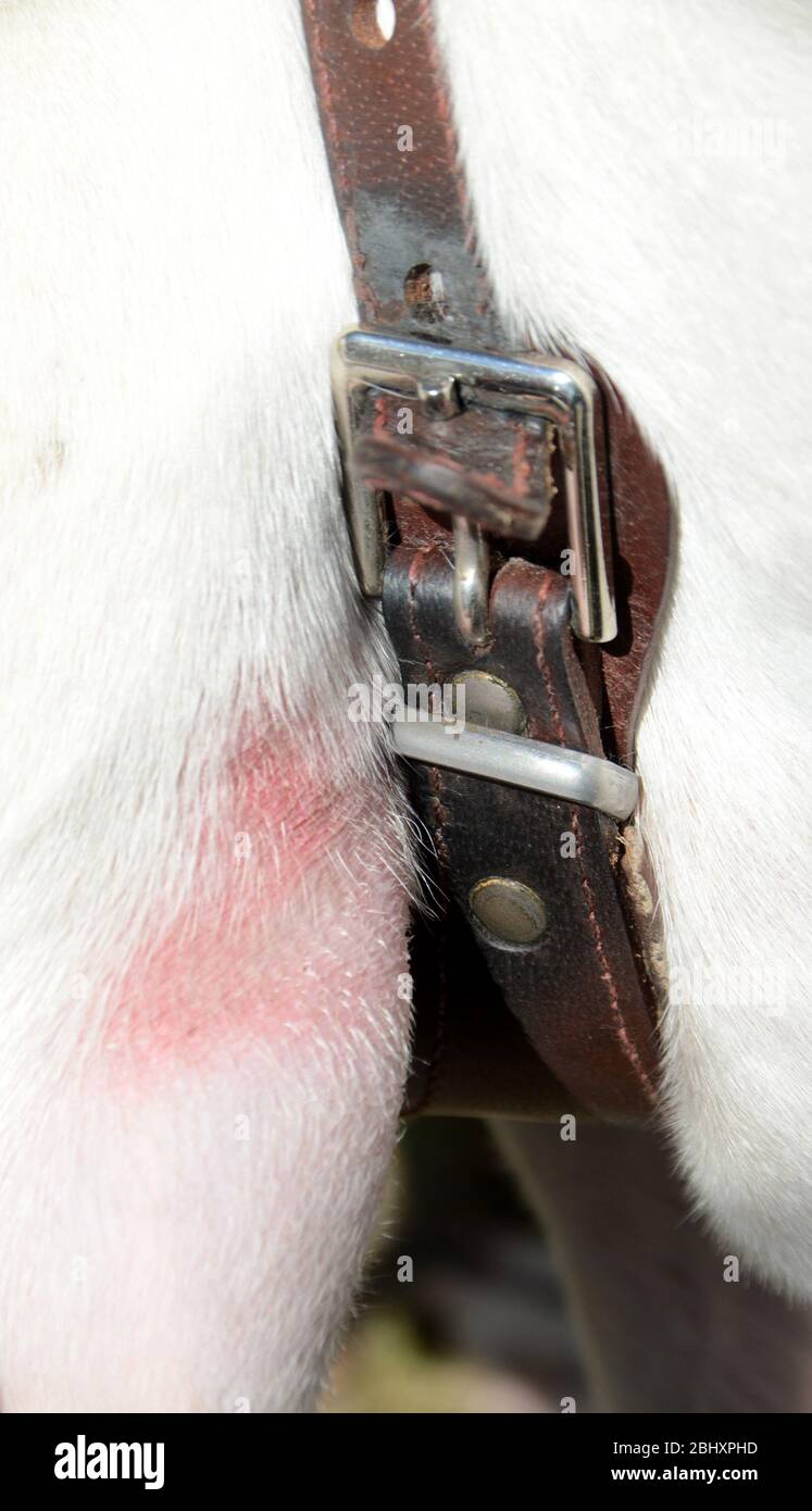 Dolor detrás de la foreleg de un perro debido a la colocación desafortunada, de una hebilla en un arnés. Foto de stock
