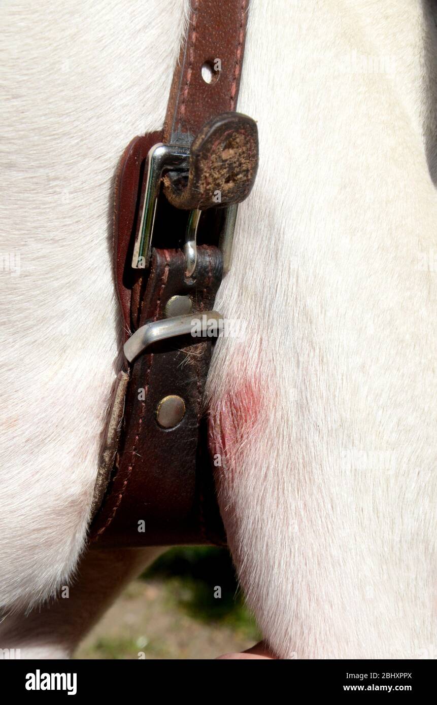 Dolor detrás de la foreleg de un perro debido a la colocación desafortunada, de una hebilla en un arnés. Foto de stock