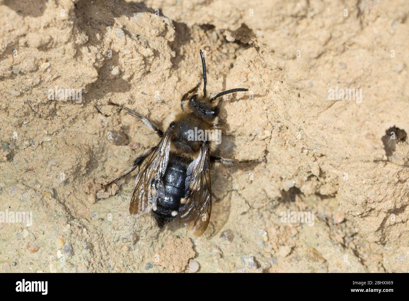 Trauerbiene, Gemeine Trauerbiene, Trauer-Biene, Weibchen an einer Lehmwand, Melecta albifrons, Melecta punctata, Melecta armata, Mourning bee, hembra, Foto de stock