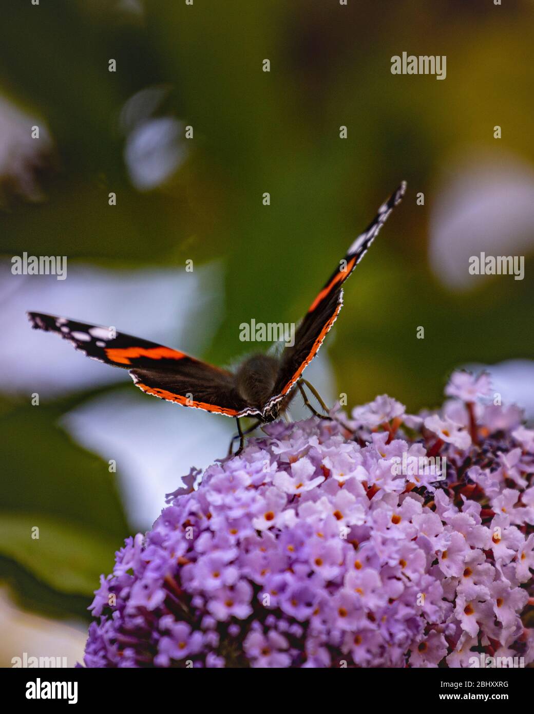 Mariposa sobre flor Foto de stock