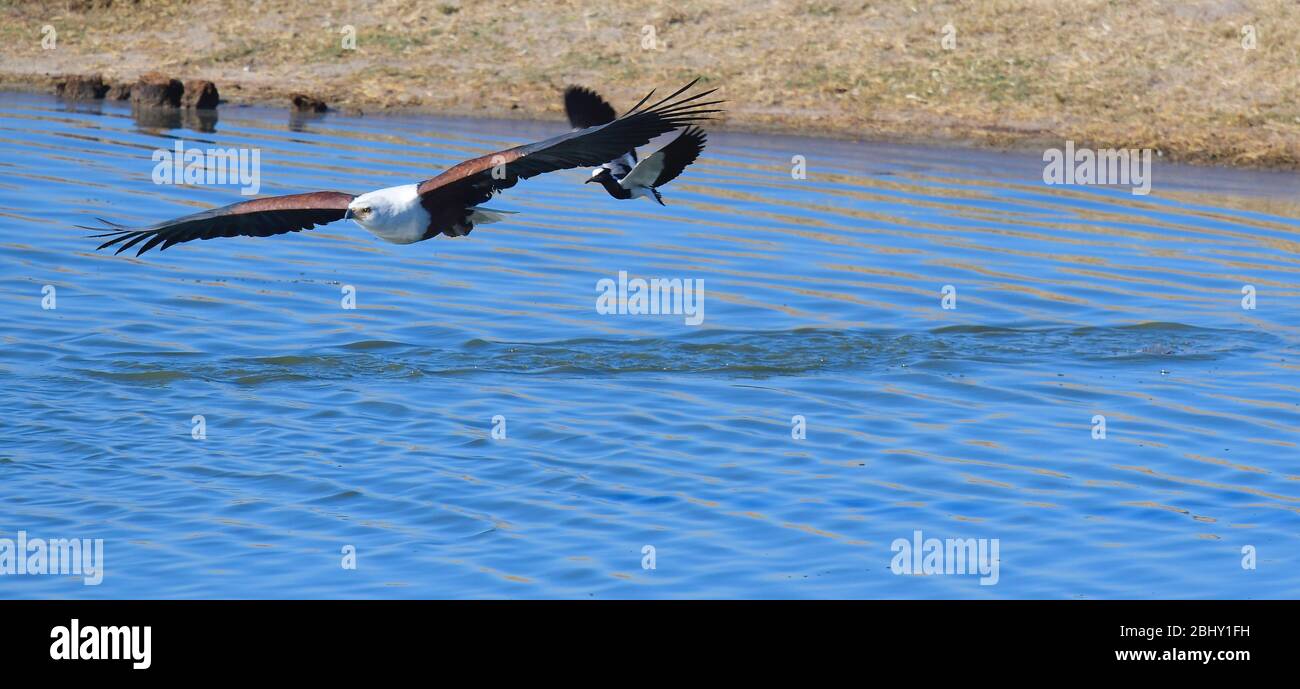 Observación de aves en África. Herrero laina o chorlero persiguiendo a un águila de peces africanos volando bajo sobre el agua Foto de stock
