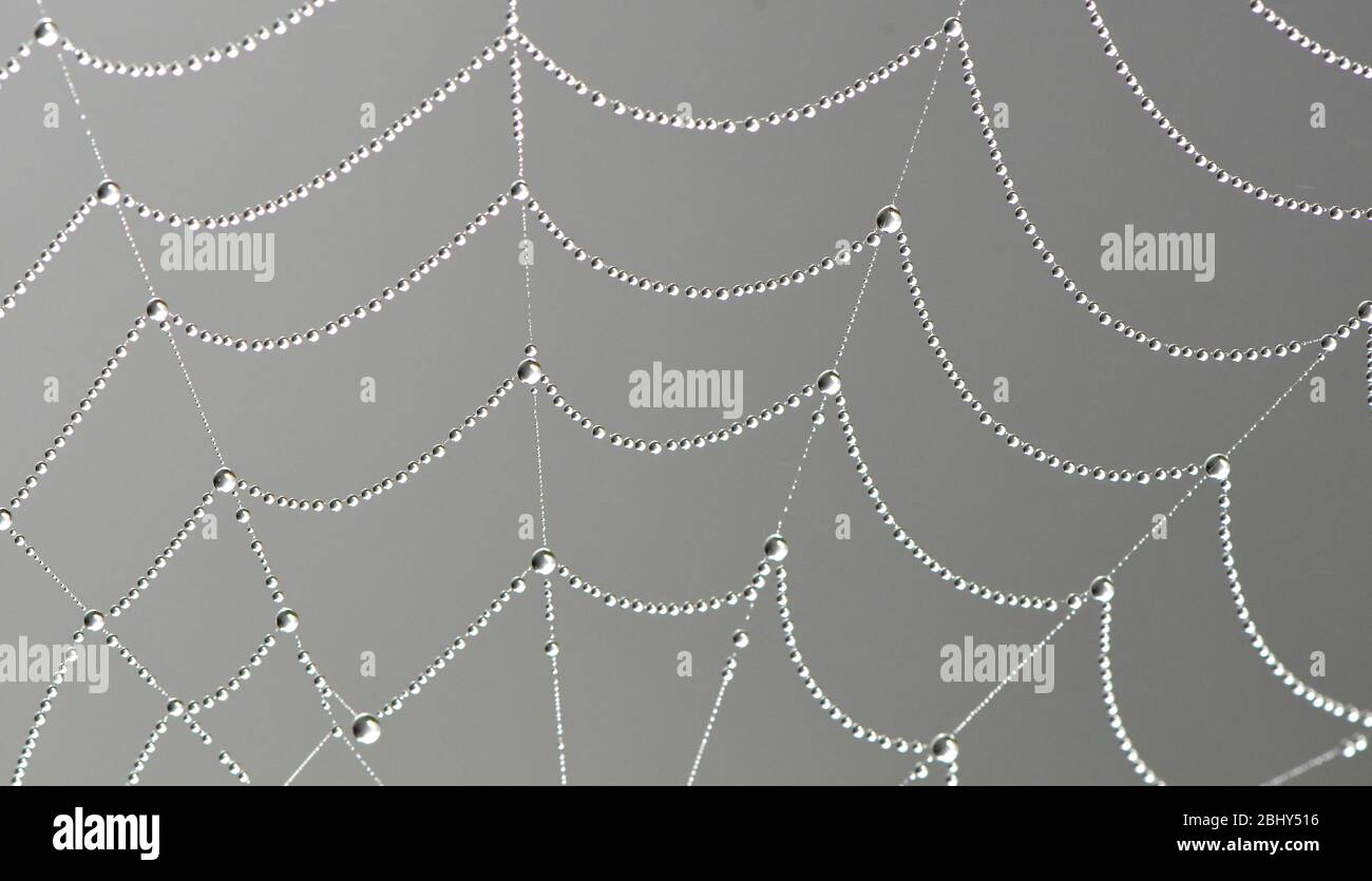 Gotas de rocío en la tela de araña que muestra hermosos patrones simétricos Foto de stock